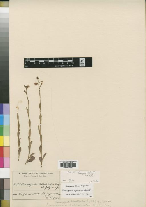 Sauvagesia africana (Baill) Bamps - BM000798722