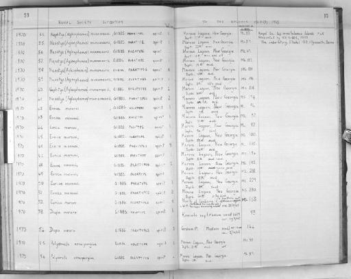 Nephtys munamaorii Gibbs - Zoology Accessions Register: Polychaeta: 1967 - 1989: page 33