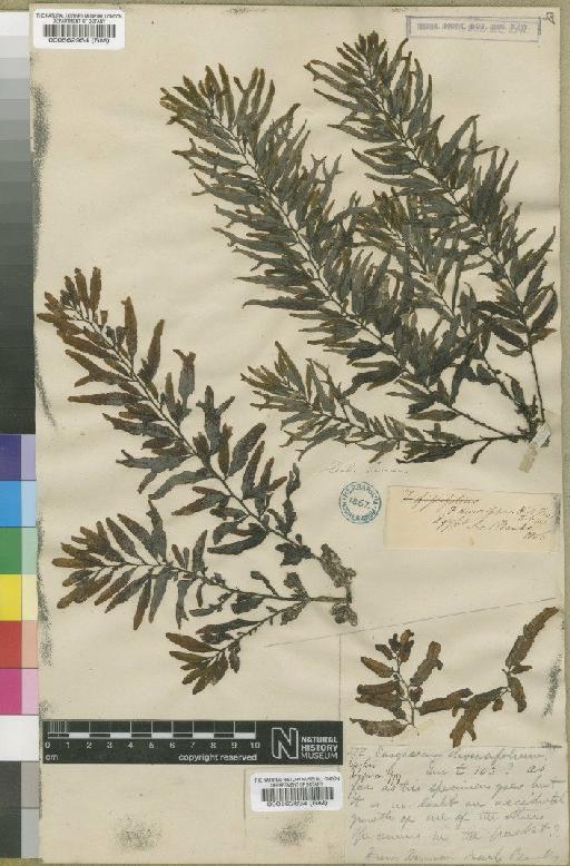 Sargassum diversifolium (Turner) Agardh - BM000562954