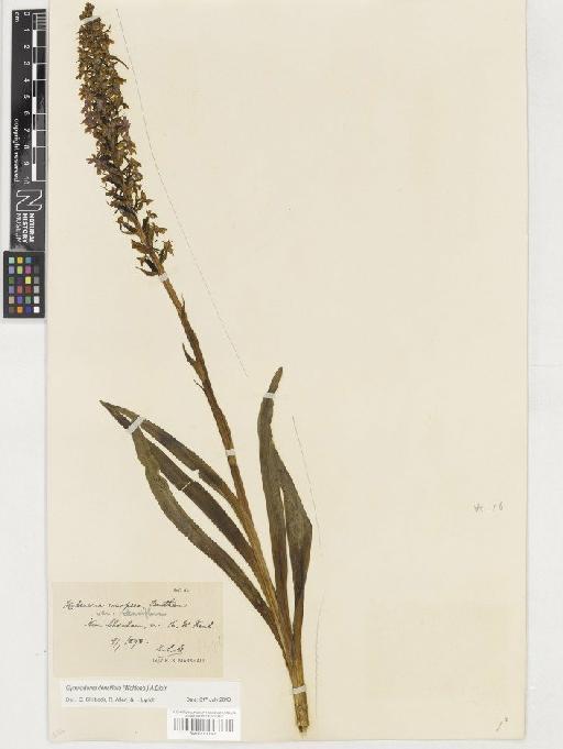 Gymnadenia densiflora (Wahlenb.) A.Dietr. - BM001130340
