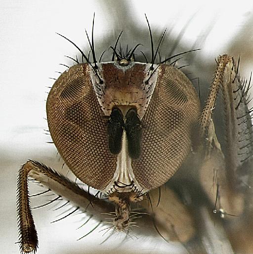 Heteromyza rotundicornis (Zetterstedt, 1846) - Heteromyza_rotundicornis-1240949-head-frontal-50_0x_edit