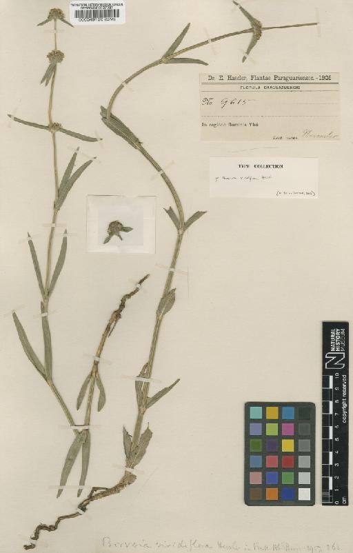 Spermacoce viridiflora (Chodat & Hassl.) Govaerts - BM000549190