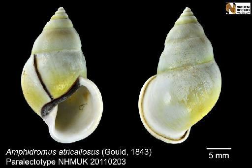 Bulimus atricallosus Gould, 1843 - 20110203, POSSIBLE PARATYPE, Bulimus atricallosus Gould, 1843