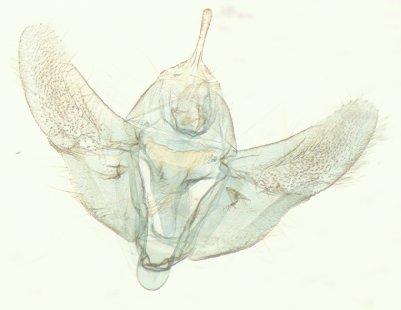 Plutodes argentilauta Prout, 1929 - Plutodes argentilauta male genitalia GEOM 11225