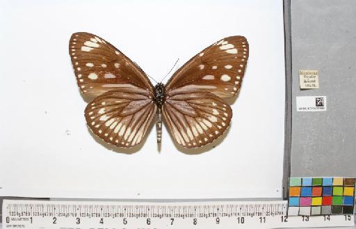 Euploea swainson Felder & Felder, 1865 - NHMUK010429996_2_Euploea_swainson_(Godart, [1824])