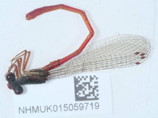 Ceriagrion tenellum (de Villers, 1789) - 015059719_2