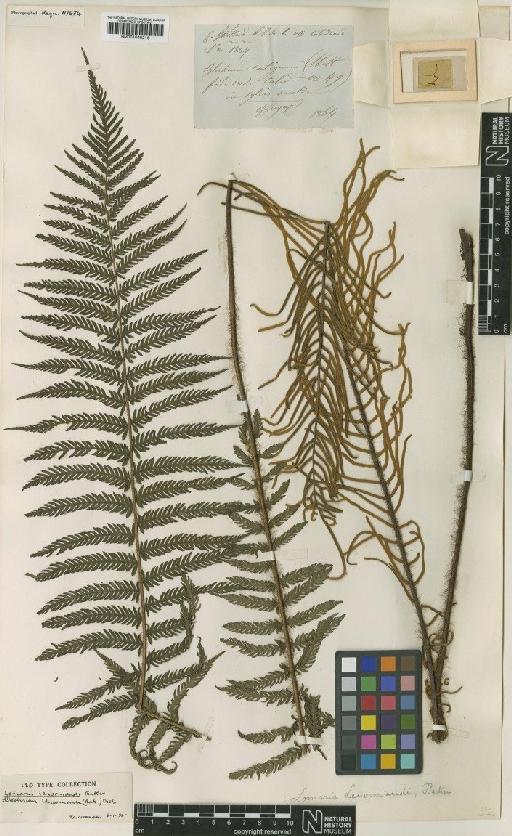 Blechnum lenormandii (Baker) Diels - BM001048216