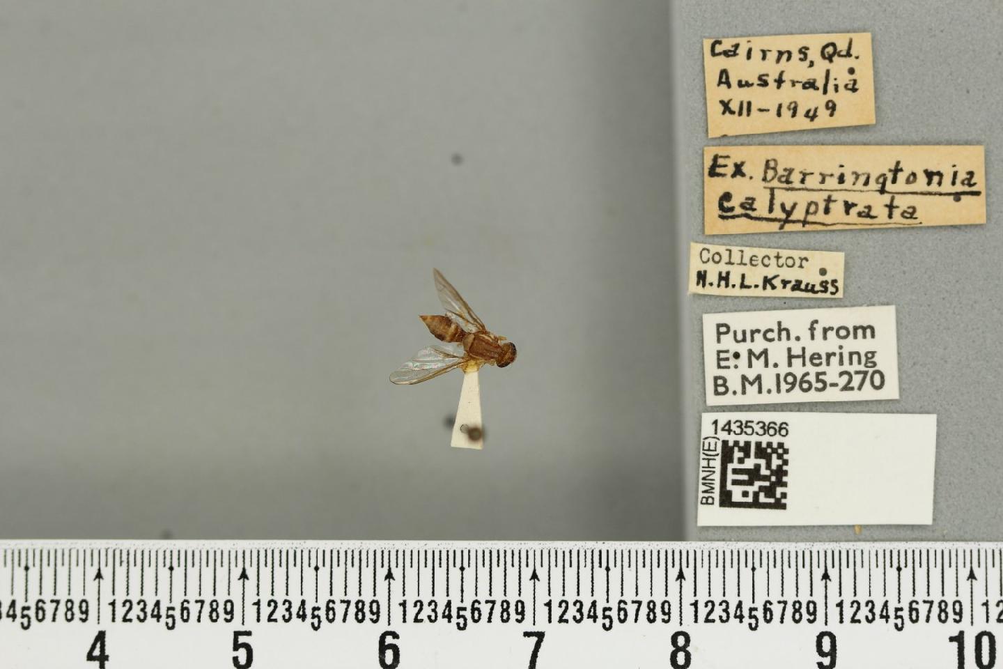 Bactrocera barringtoniae
