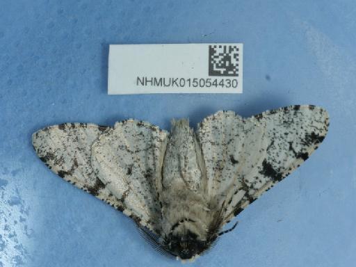 Biston betularia ab. grisea Smith, 1954 - 015054430_2