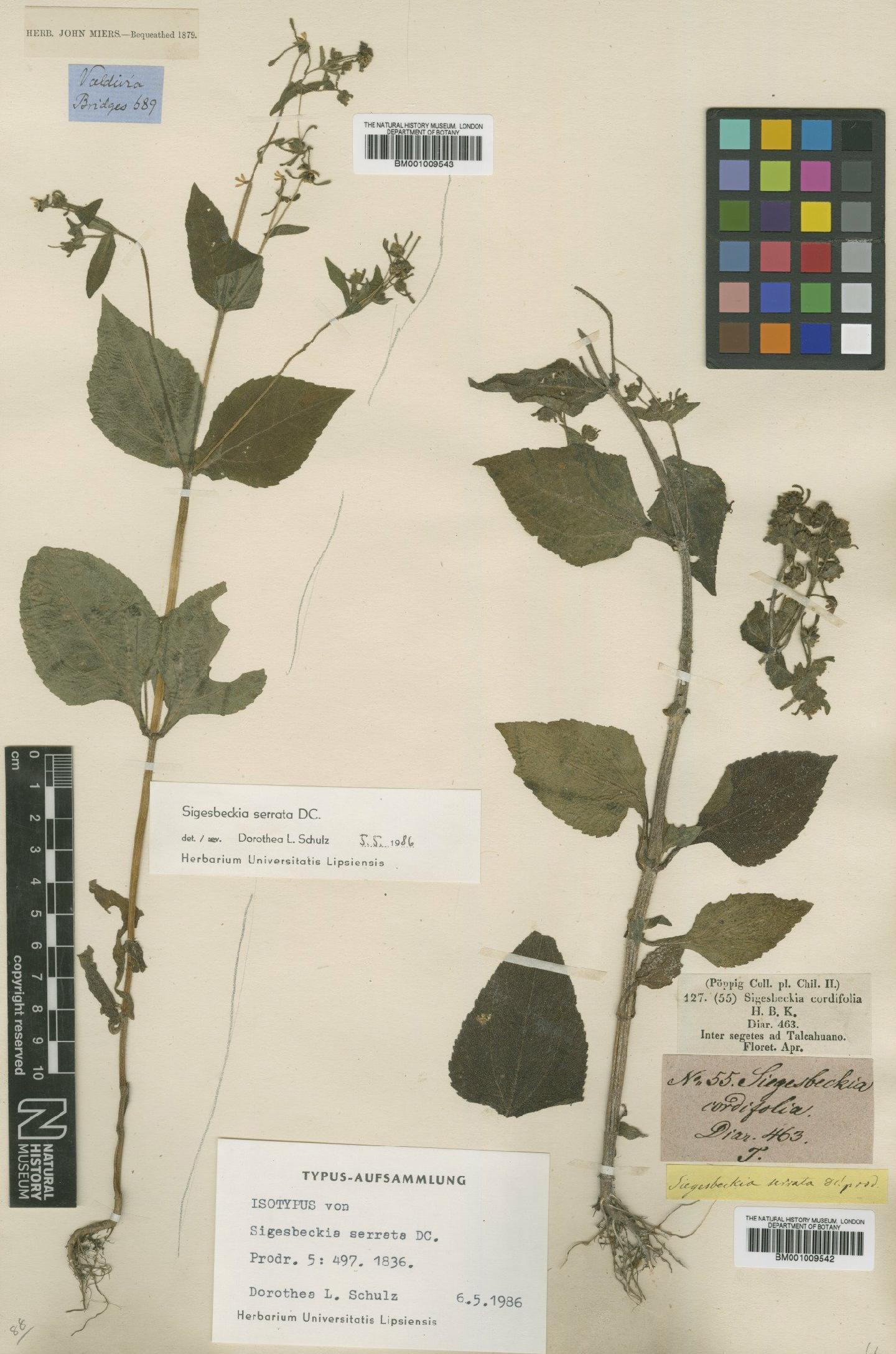 To NHMUK collection (Sigesbeckia serrata DC.; Non-Type; NHMUK:ecatalogue:614408)