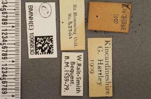 Coenonympha tullia scotica ab. unicolor Hoffmann, 1914 - BMNHE_1096830_label_8240