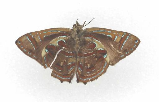 Hypochrysops narcissus Fabricius - Papilio narcissus Fabricius type 668218