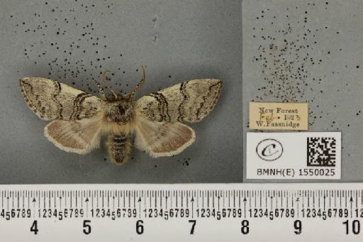 Achlya flavicornis galbanus Tutt, 1891 - BMNHE_1550025_239739
