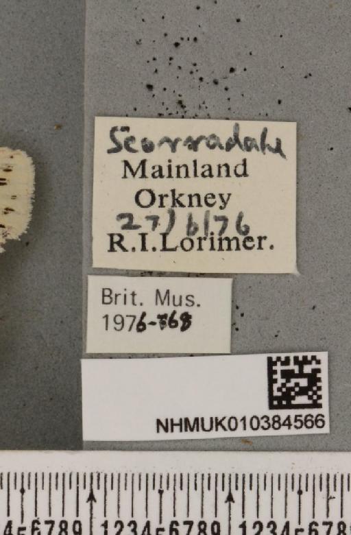 Spilosoma lubricipeda (Linnaeus, 1758) - NHMUK_010384566_label_508212