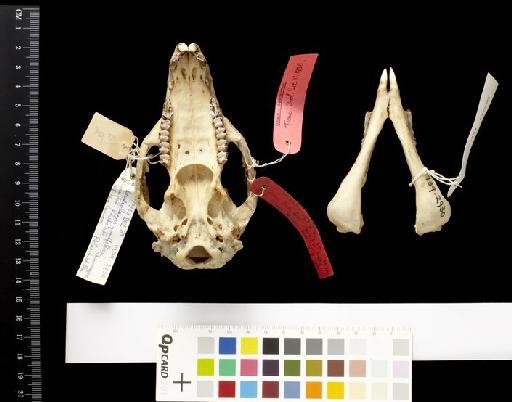 Dendrolagus goodfellowi shawmayeri Rothschild and Dollamn, 1936 - 1939.2930_Skull_Ventral