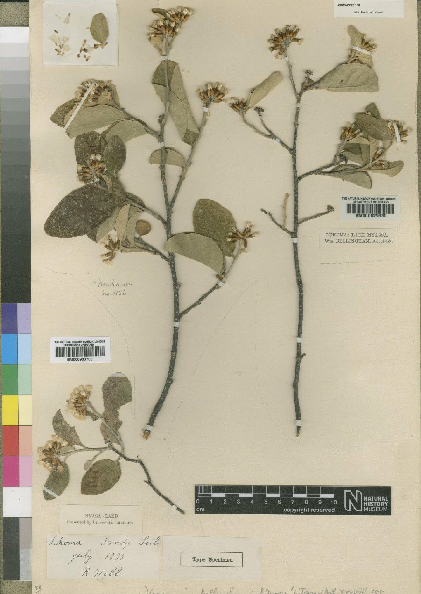 To NHMUK collection (Vernonia bellinghamii Moore; Syntype; NHMUK:ecatalogue:4528568)