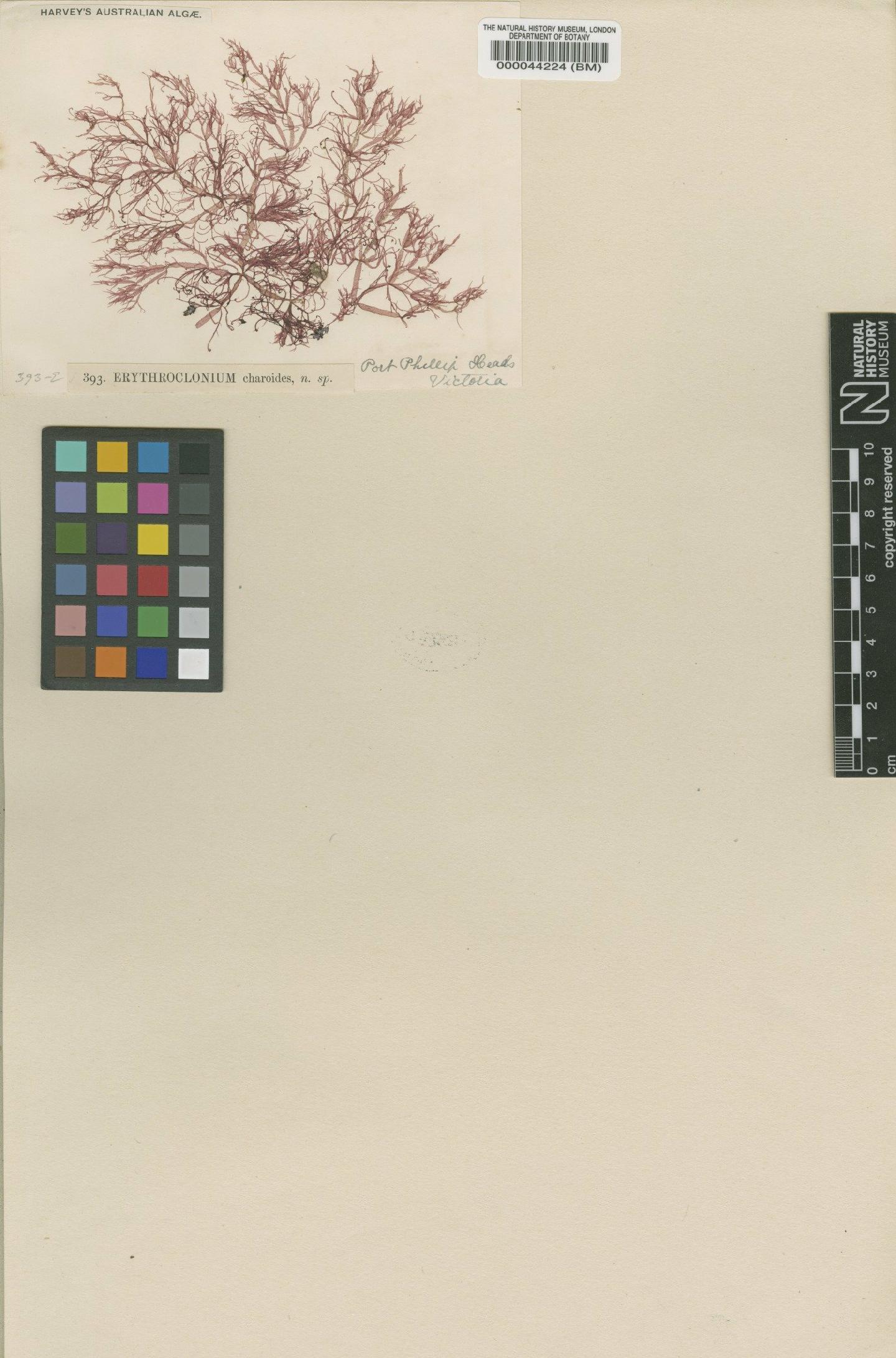 To NHMUK collection (Austroclonium charoides (Harv.) Min-Thein & Womersley; Syntype; NHMUK:ecatalogue:4779136)