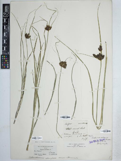 Bolboschoenus maritimus (L.) Palla - BM001161591