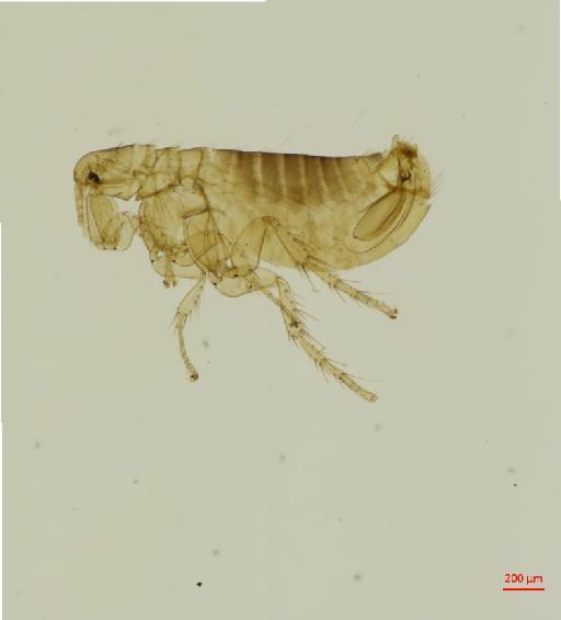 Delostichus phyllotis Johnson, 1957 - 010179230_specimen