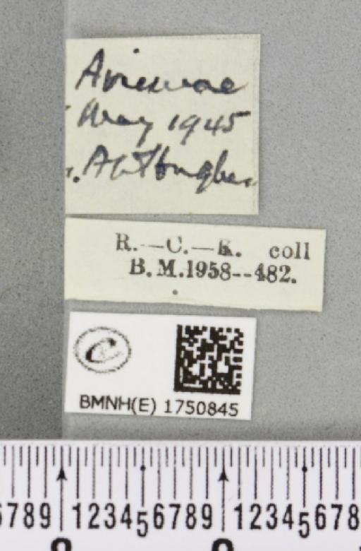 Hydriomena impluviata ab. obsoletaria Schille, 1900 - BMNHE_1750845_label_329819