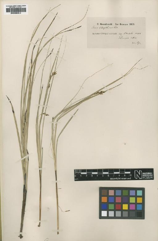 Carex illegitima Ces. - BM000895940