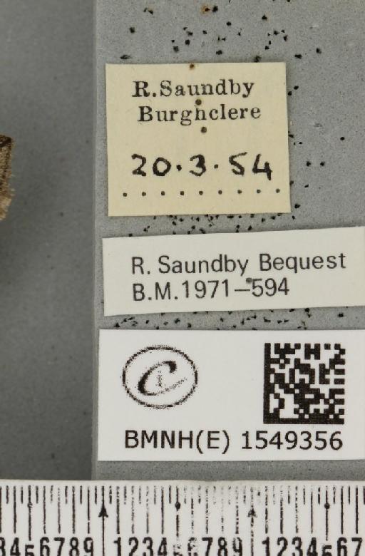 Achlya flavicornis galbanus Tutt, 1891 - BMNHE_1549356_label_238946