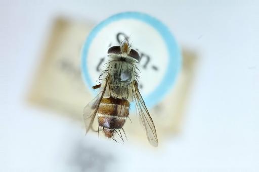 Telothyria rufostriata van der Wulp, 1890 - Telothyria rufostriata ST female habitus dorsal