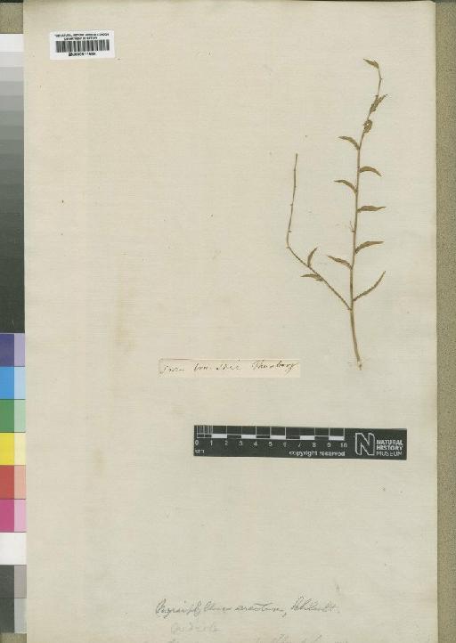 Asparagus striatus (L.f.) Thunb. - BM000911598