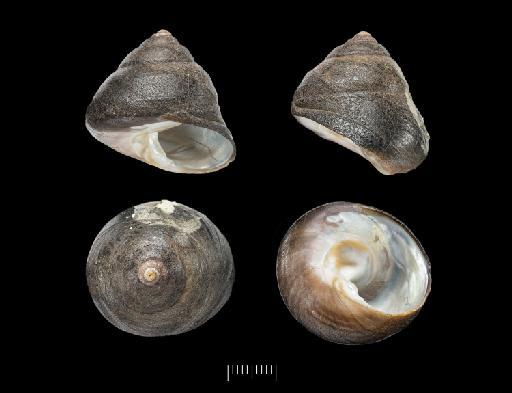 Chlorostoma xanthostigma A. Adams, 1853 - 196890 a