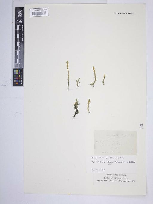 Selaginella selaginoides (L.) P.Beauv. ex Schrank & Mart. - BM001185114