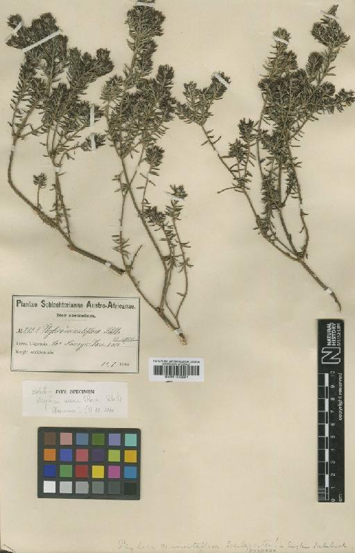 Phylica minutiflora Sond. - BM001010891