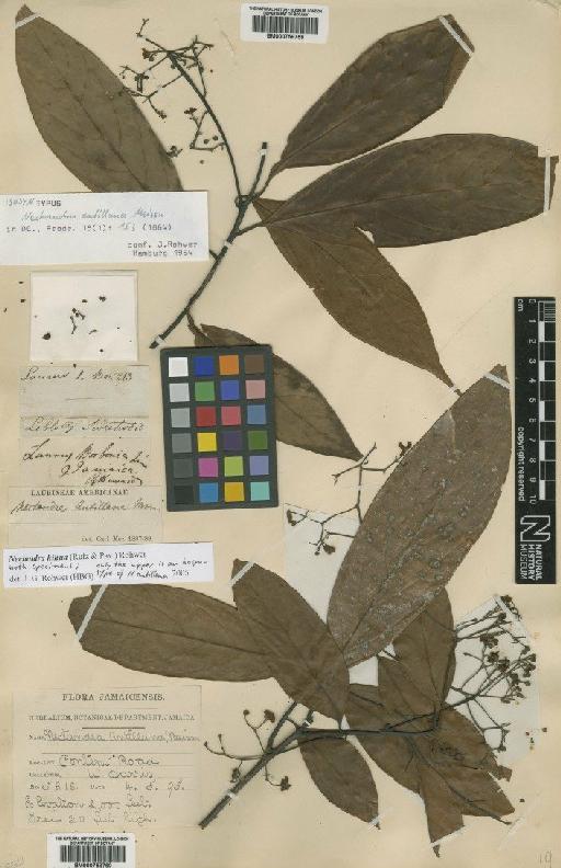 Nectandra hihua (Ruiz & Pav.) Rohwer - BM000758759