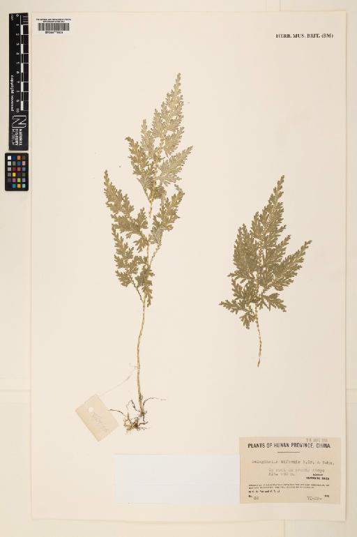 Selaginella biformis A.Braun ex Kuhn - 000779629