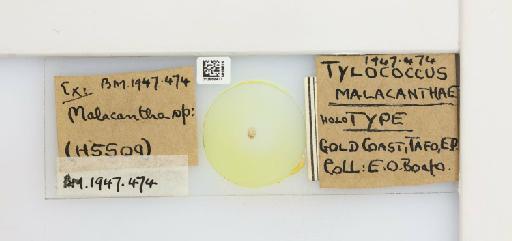 Tylococcus malacanthae Strickland, 1947 - 013558477_117358_1102620_157697_Type