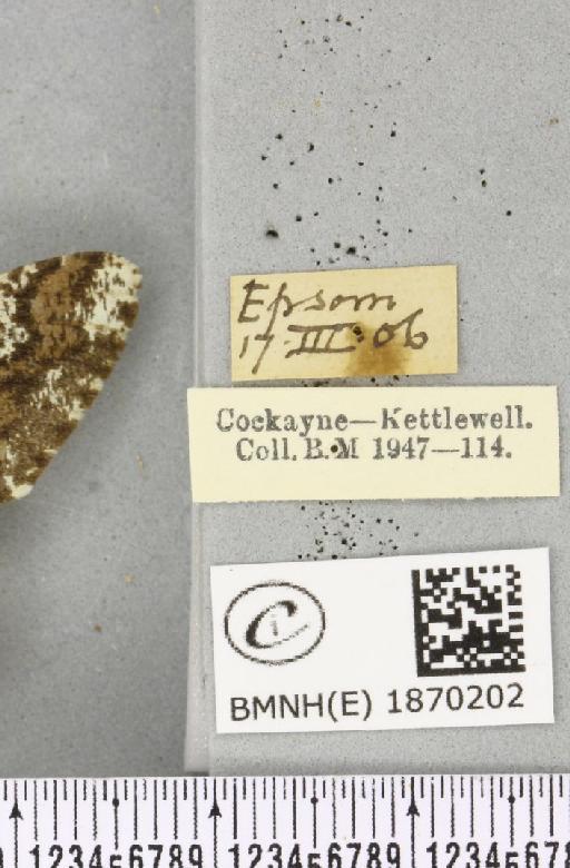 Biston strataria (Hufnagel, 1767) - BMNHE_1870202_label_460596