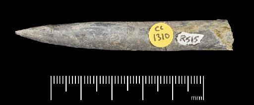 Simpsonibelus expansus (Simpson) - PI CC 1310 - belemnite