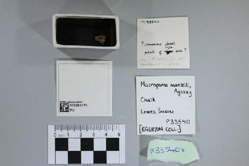 Macropoma mantelli Agassiz, 1835 - 010301474_L010092432