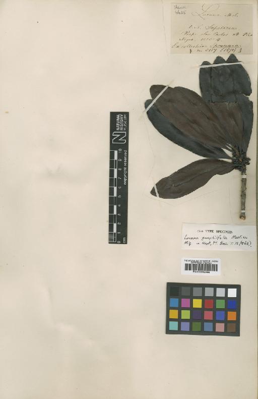 Pouteria gomphiifolia (Mart.) Radlk. - BM000952558