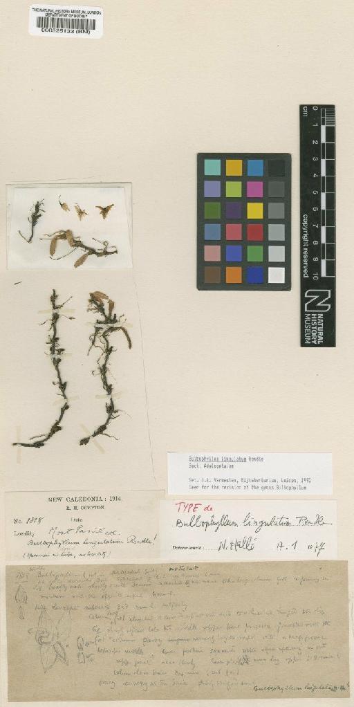 Bulbophyllum lingulatum Rendle - BM000525133