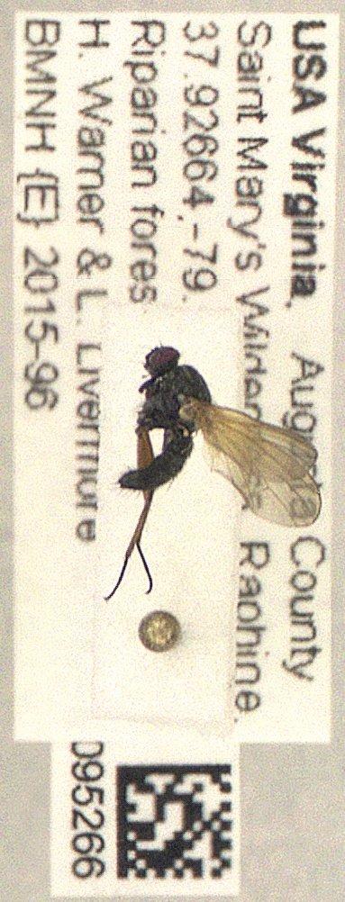 Pegomya Robineau-Desvoidy, 1830 - Diptera 010095266