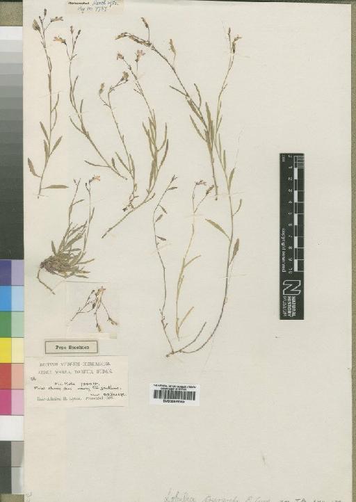 Lobelia senegalensis A.DC. - BM000925069