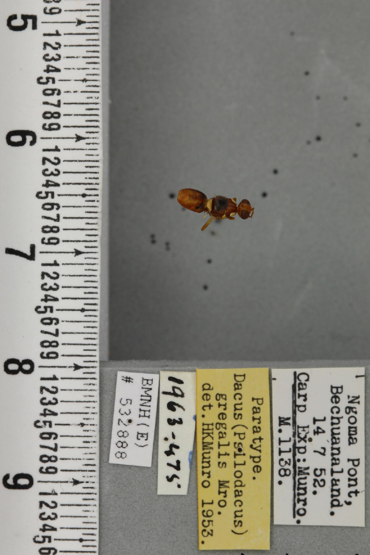 Dacus rufus