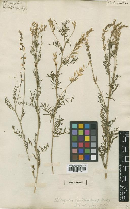 Astragalus sulcatus L. - BM000997379