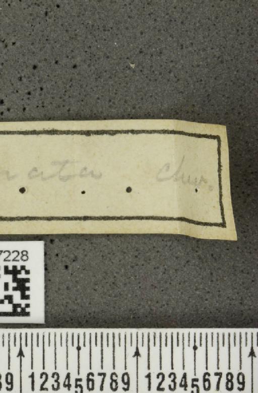 Calligrapha curvilinea Stål, 1859 - Joanna_018027_label_16576