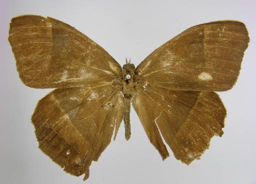Taygetis leuctra Butler, 1870 - BMNH(E)_1267104_Taygetis_leuctra_Butler_T_male_ (2)