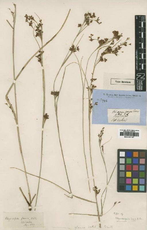 Rhynchospora glauca Vahl - BM000901457