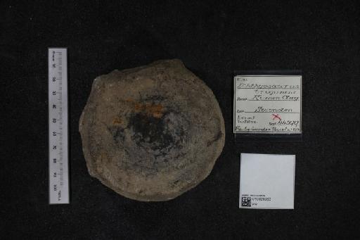 Ichthyosaurus trigonus Owen, 1840 - 010020963_L010040328