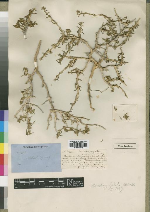 Monechma salsola (Moore) C.B.Clarke - BM000923670