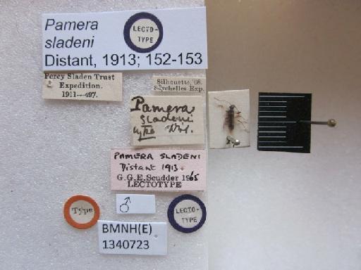 Pamera sladeni Distant, 1913 - Pamera sladeni-BMNH(E)1340723_Lectotype male_Labels