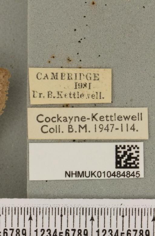 Lygephila pastinum ab. ludicra Haworth, 1809 - NHMUK_010484845_label_540793